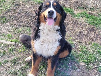 AKC Bernese Moutain Dog Pups. European Lines. Experienced Breeder