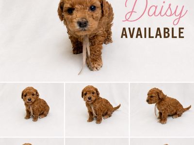 Adorable Purebred Poodle Puppies: Daisy and Sunny (Available Now!)