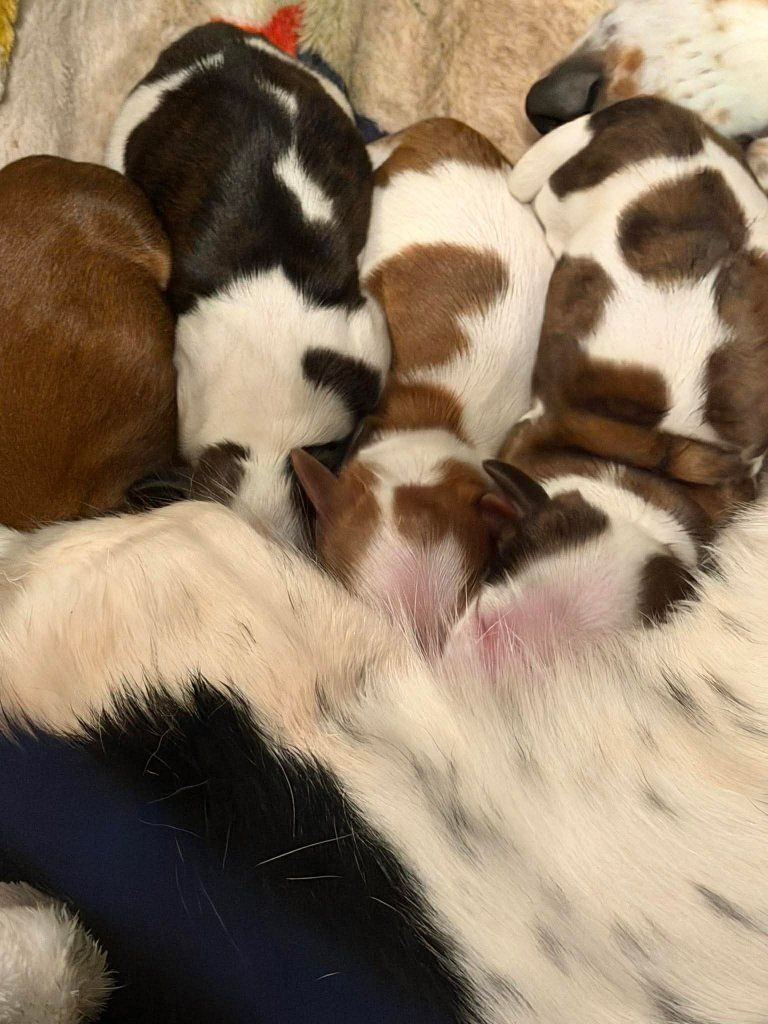 Daschunds