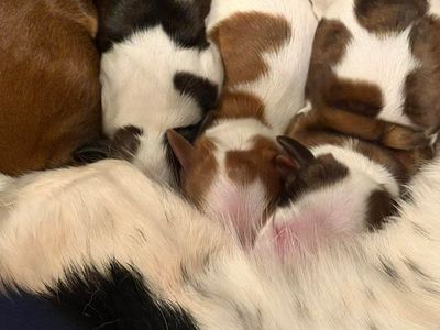 Daschunds