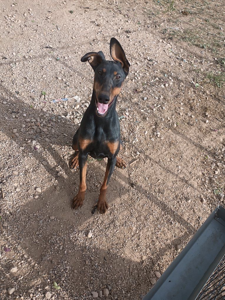 Doberman 