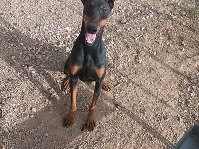 Doberman