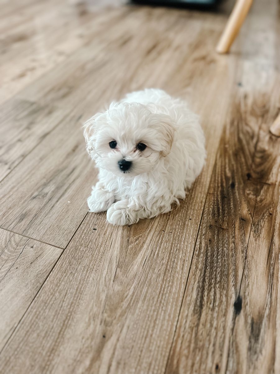 Teacup Male Maltipoo