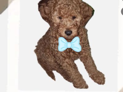 Medium Goldendoodle