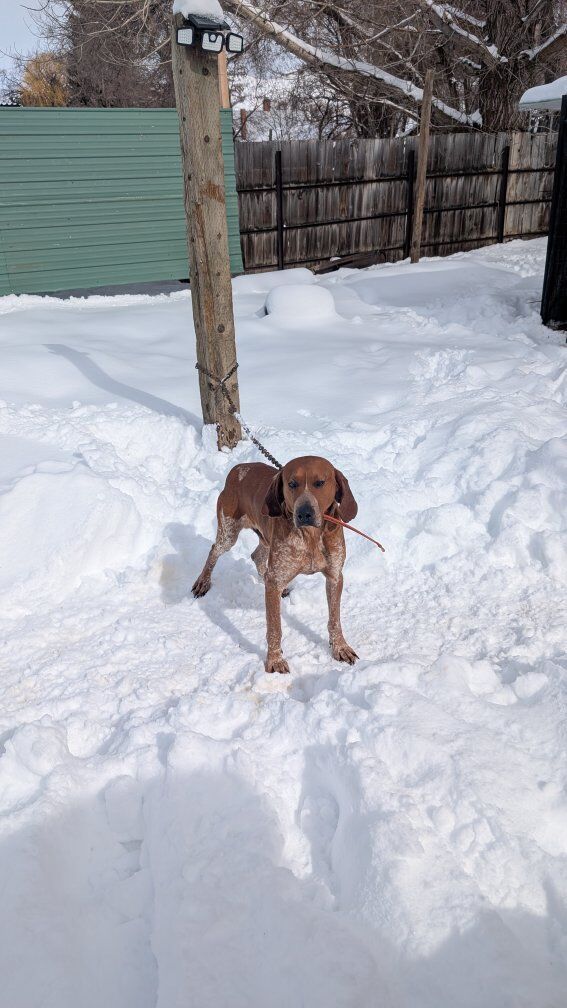 5-Year-Old red tick Hound