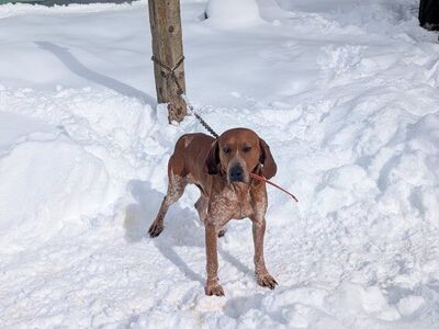 5-Year-Old red tick Hound