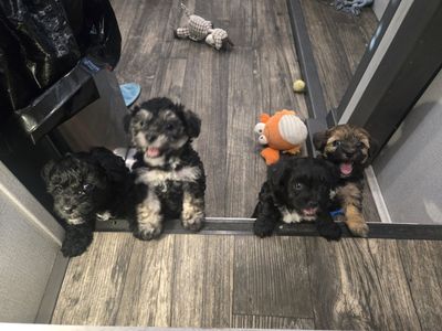 Yorkipoo Puppies for sale