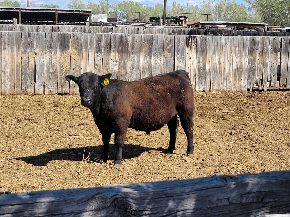 Pure Bred Black Angus Bulls
