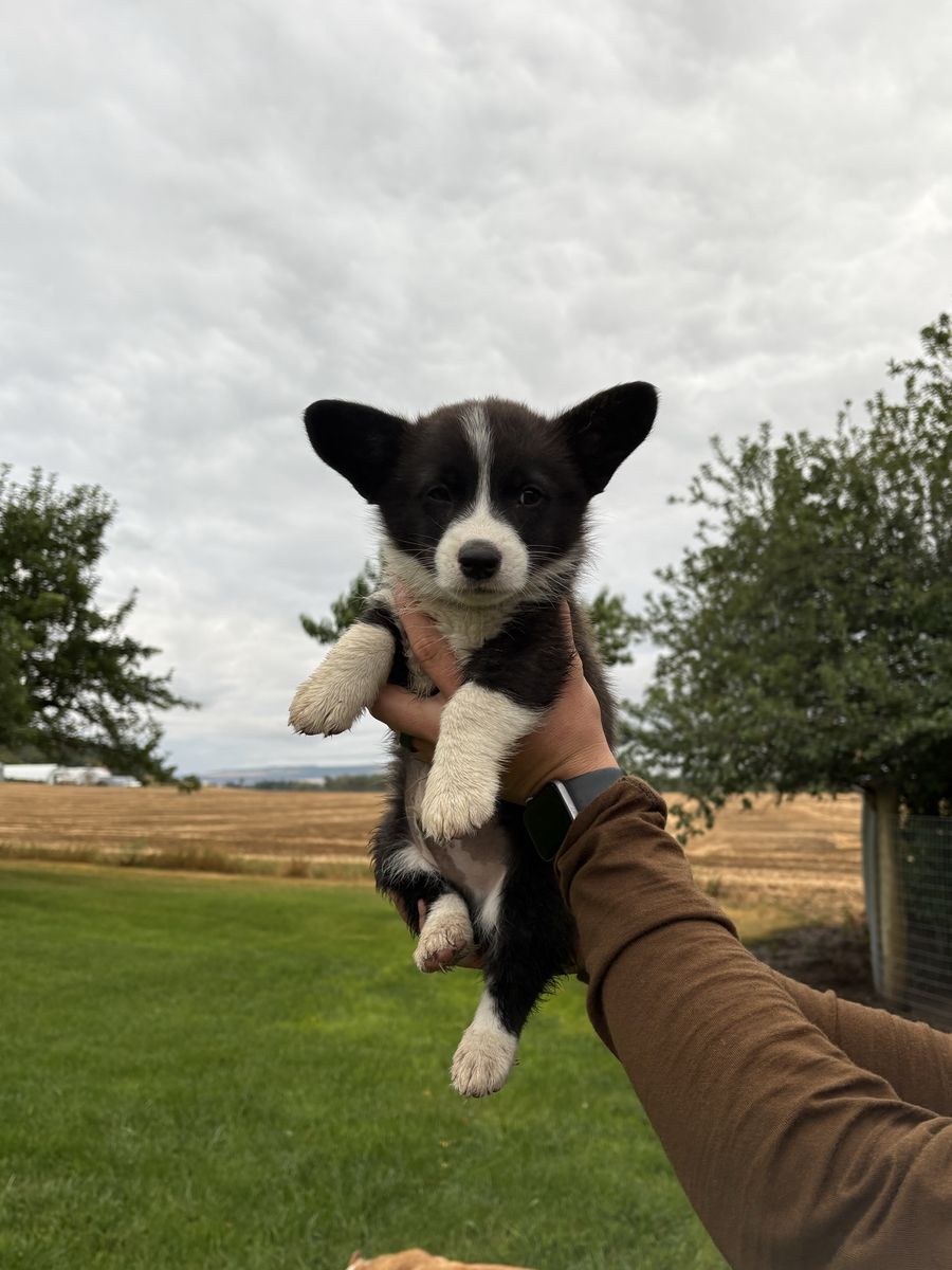 Corgi Puppies