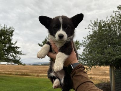 Corgi Puppies