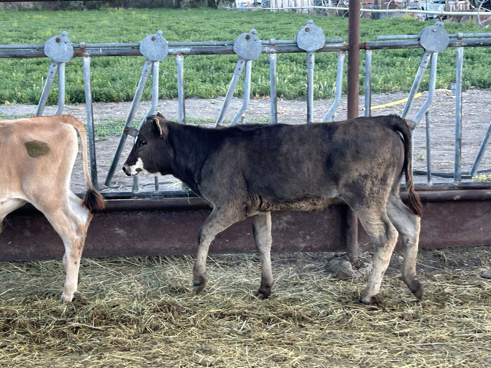 Beef Heifer