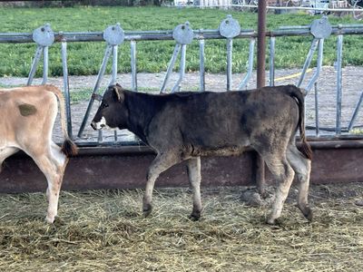 Beef Heifer