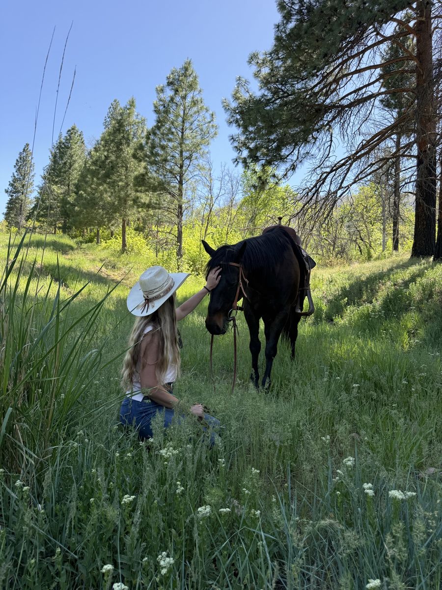 Sweet Bay Gelding