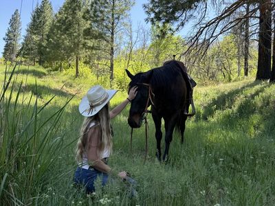 Sweet Bay Gelding