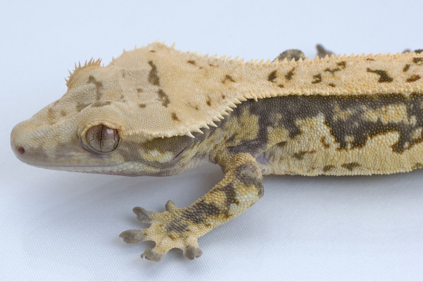 Main image 2