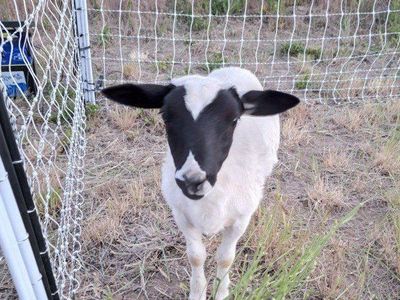 Dorper/Katahdin Lambs