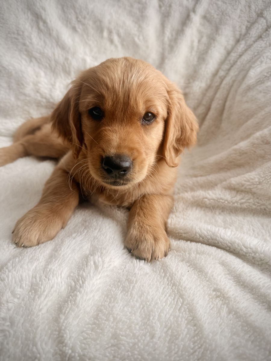 Mini Low-Shedding Golden Retriever Puppy