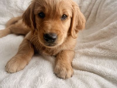 Mini Low-Shedding Golden Retriever Puppy