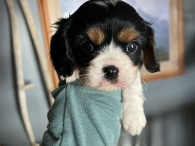 AKC Cavalier King Charles Spaniel Puppies