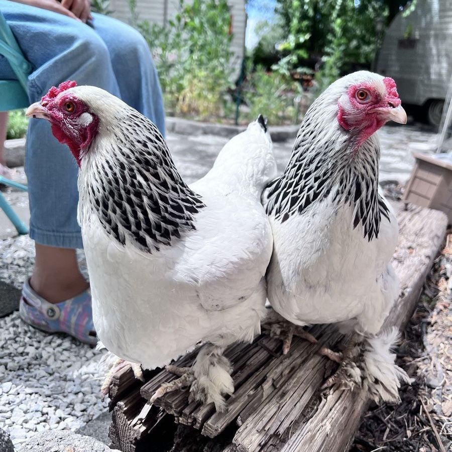 Bantam Brahma hen chicken