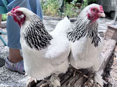 Bantam Brahma hen chicken