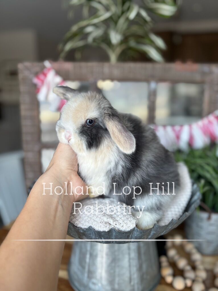 Gorgeous Holland Lop Baby Bunny Ready Now