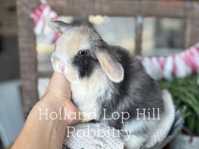 Gorgeous Holland Lop Baby Bunny Ready Now