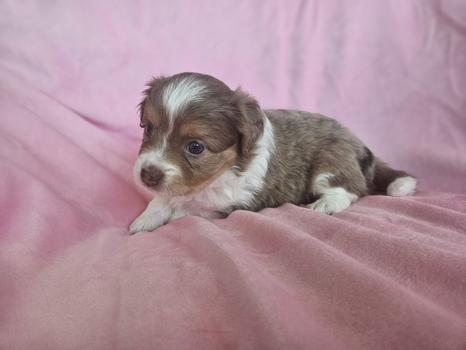 Mini Ausiedoodle Puppies