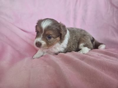 Mini Ausiedoodle Puppies