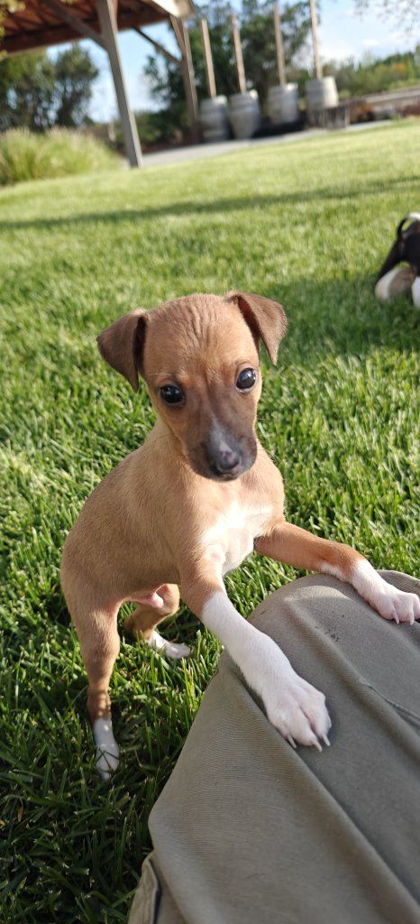 Italian Greyhound Puppies