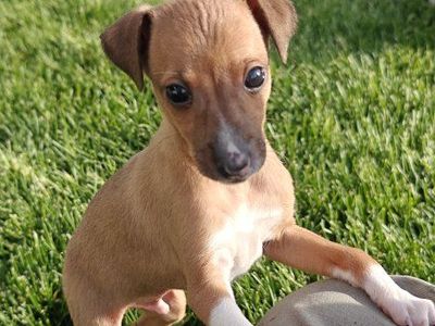 Italian Greyhound Puppies