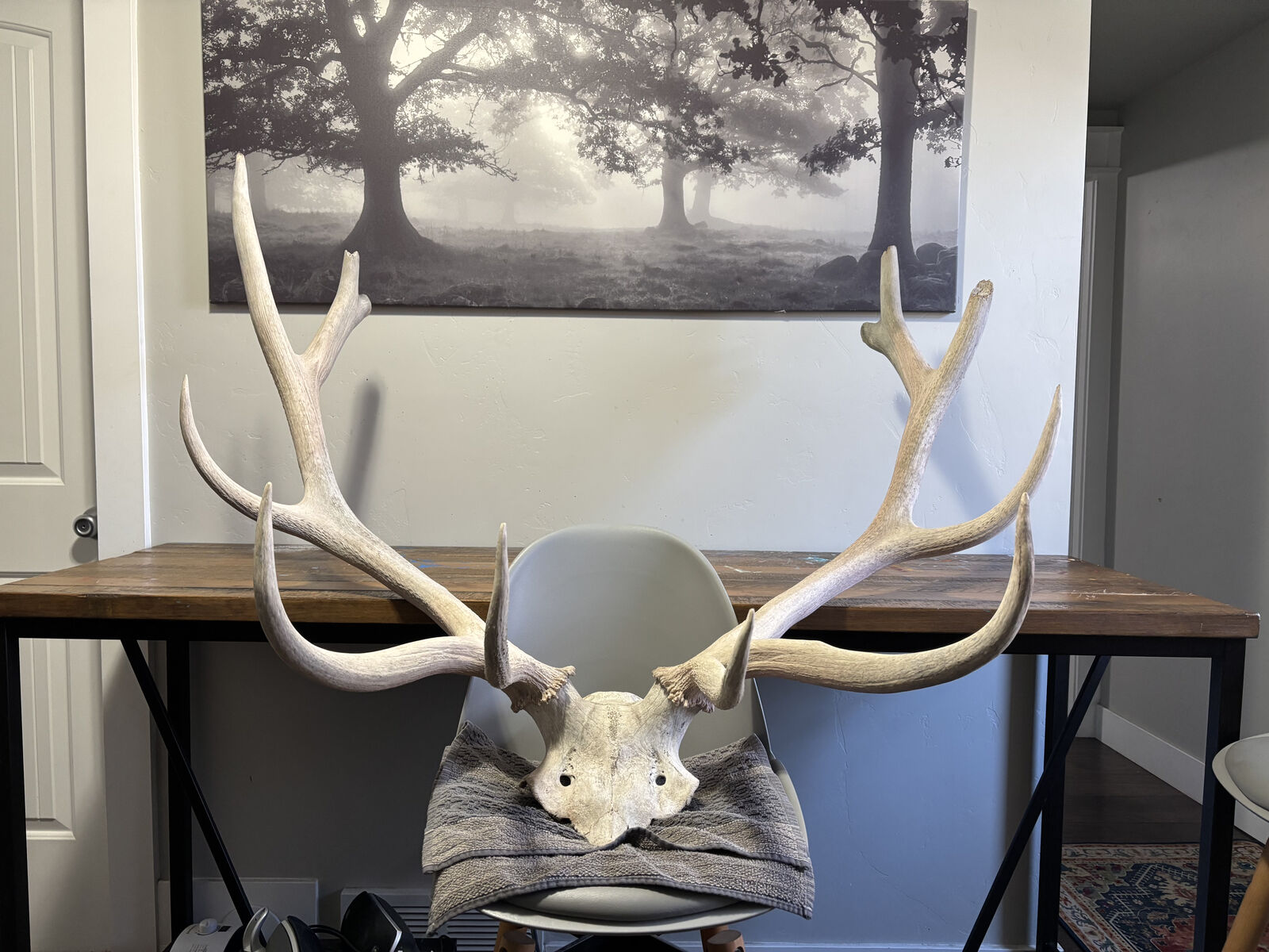 Rocky Mountain Elk Dead Head -