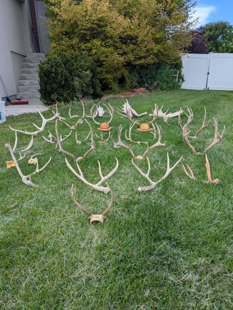 Antlers.