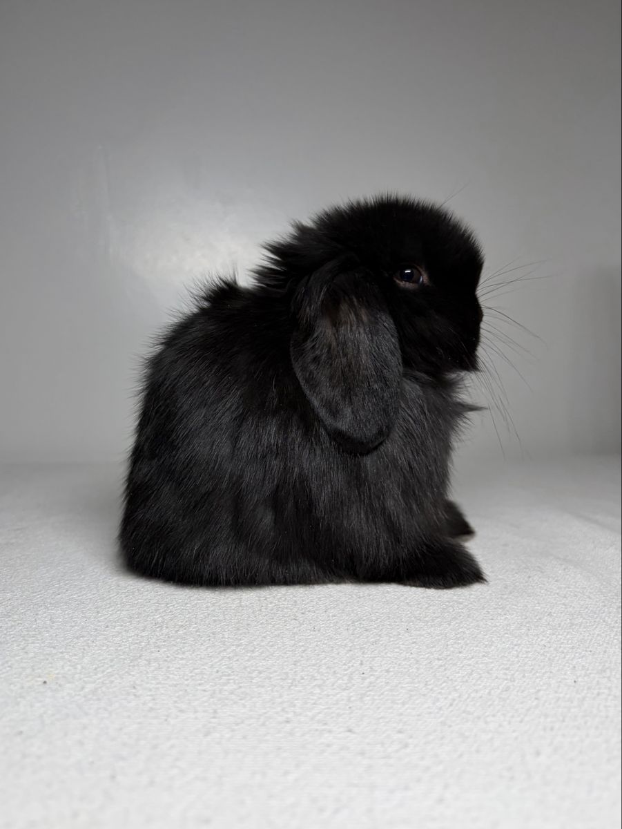 Holland Lop Buck