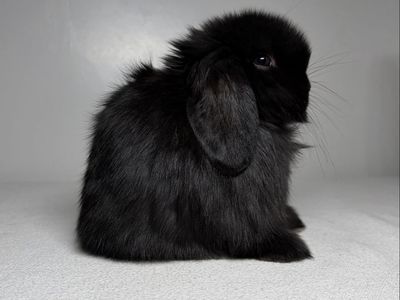 Holland Lop Buck