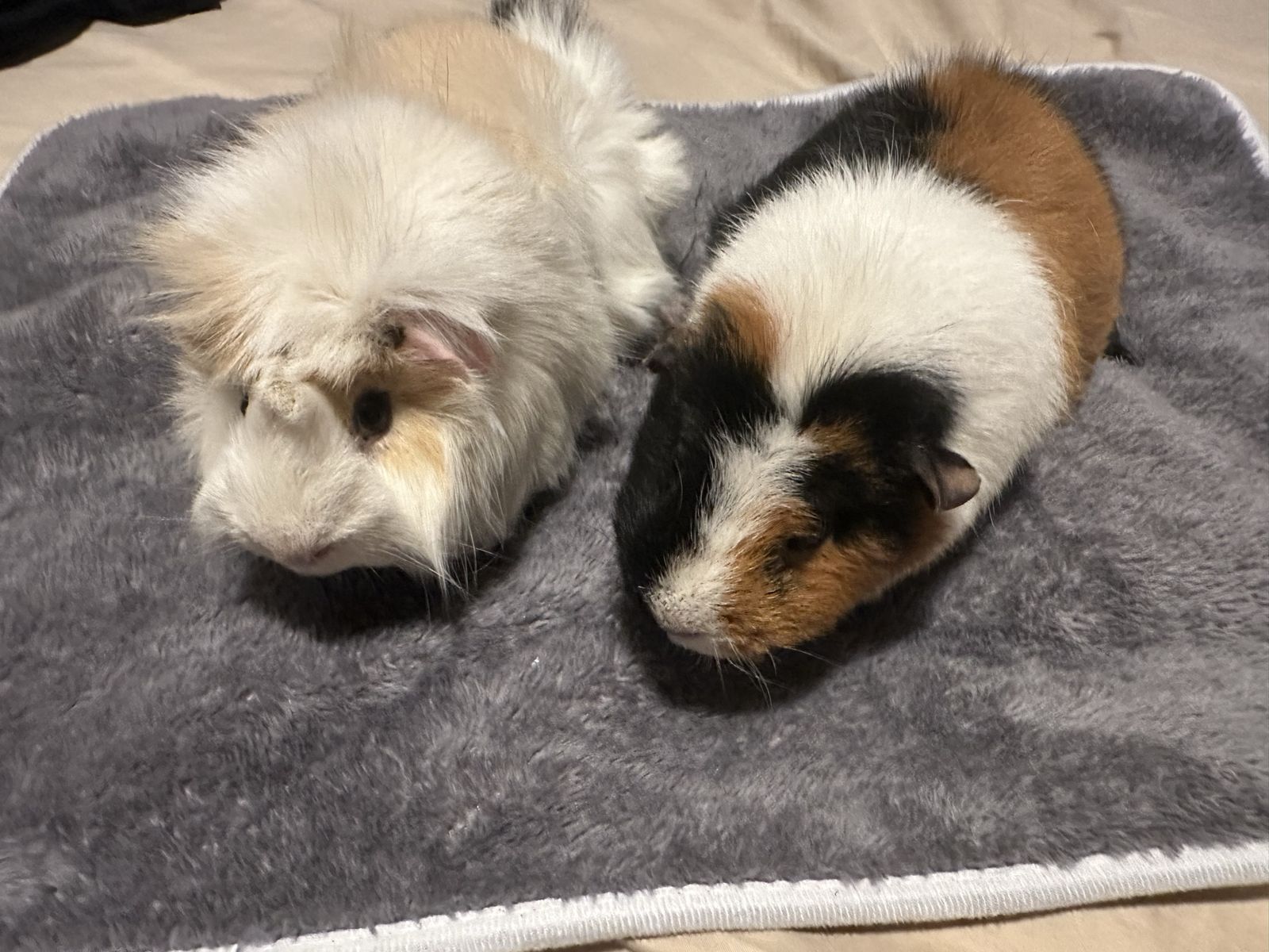 2 guinea pigs