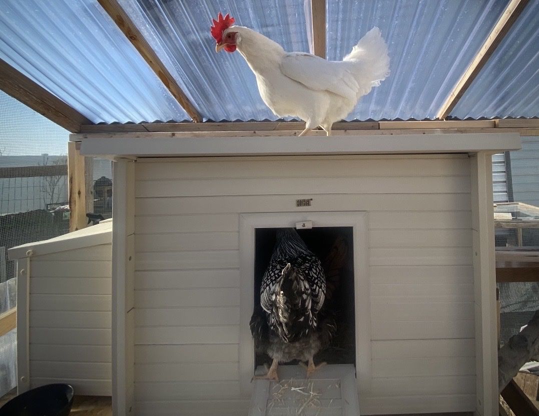 PENDING New Age Pet ECOFLEX Fontana Chicken Coop Urban Barn for 2-3 Chickens - Tan. Assembled, used and in good shape.
