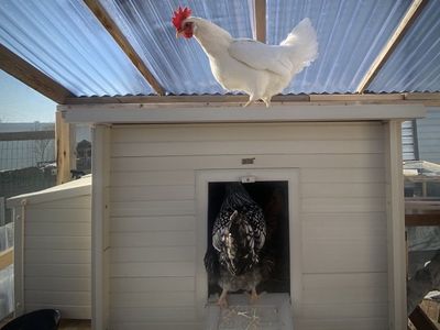 PENDING New Age Pet ECOFLEX Fontana Chicken Coop Urban Barn for 2-3 Chickens - Tan. Assembled, used and in good shape.