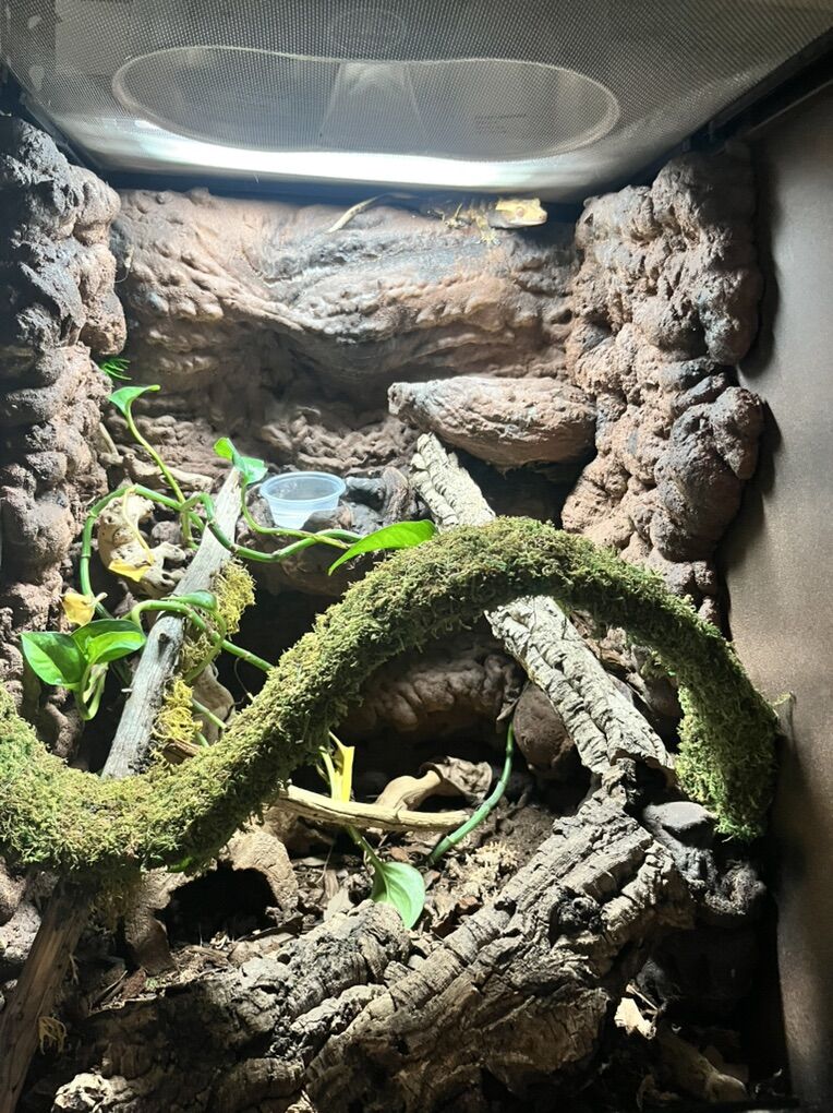 Male Crested Gecko With Bio Active Enclosure