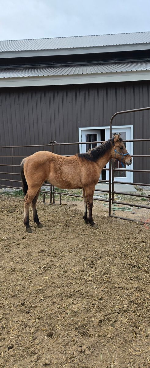 AQHA yearling Dunskin stud Colt foundation bred