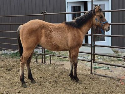 AQHA yearling Dunskin stud Colt foundation bred