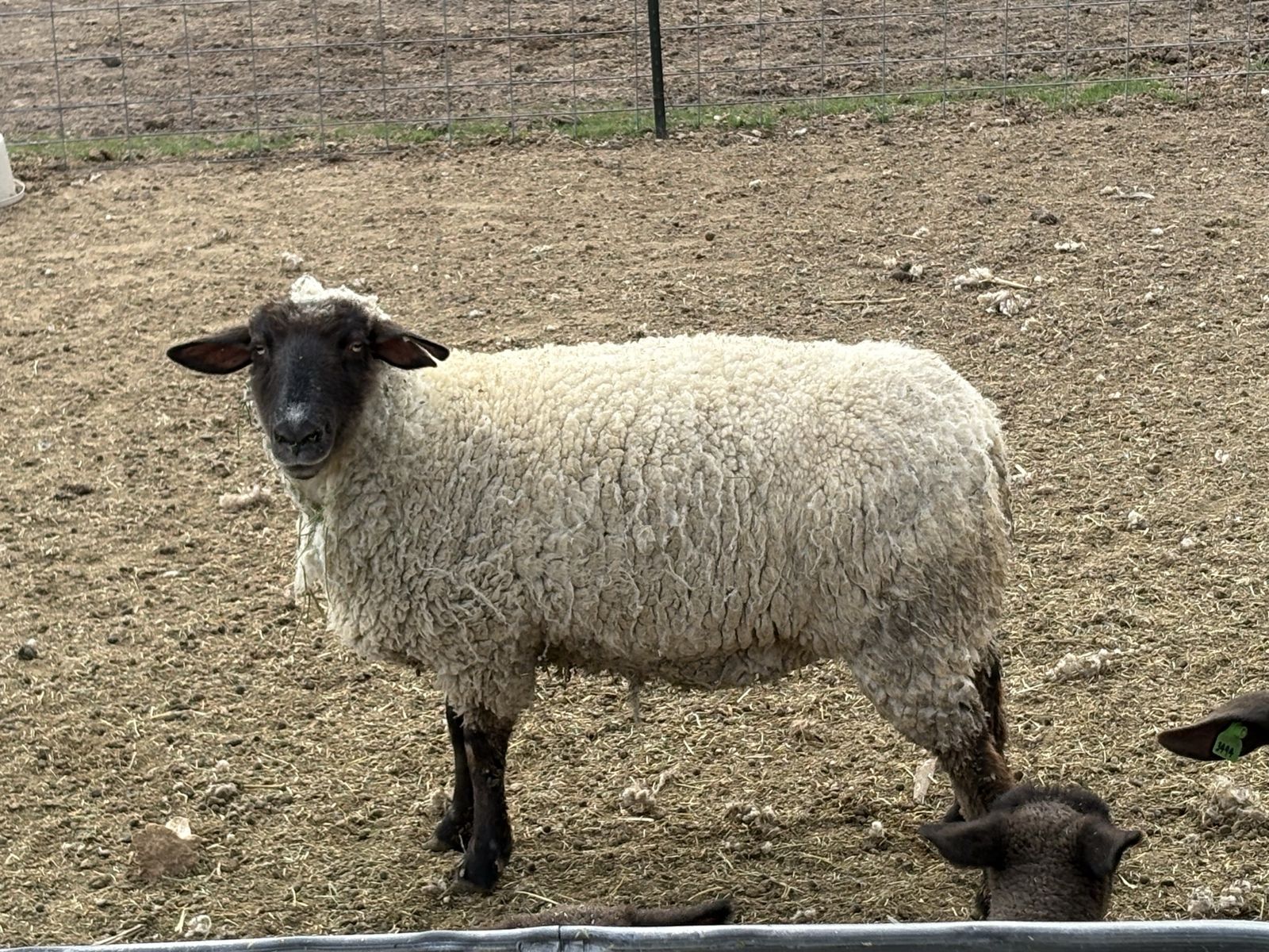 Big Ewe