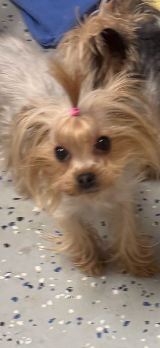 Female Yorkie only 3 pounds