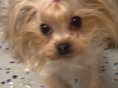 Female Yorkie only 3 pounds