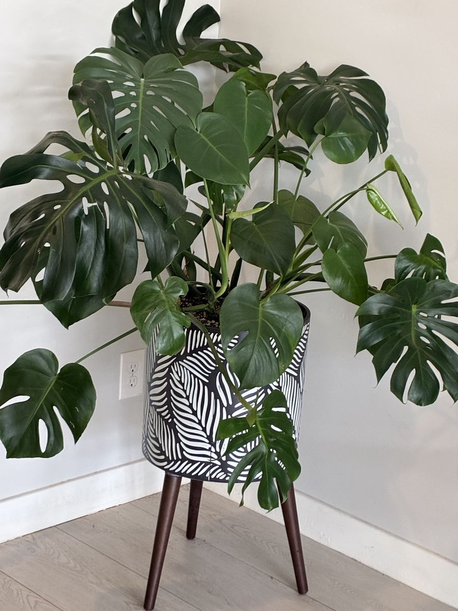 Stunning statement plant in custom pot