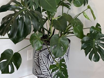 Stunning statement plant in custom pot