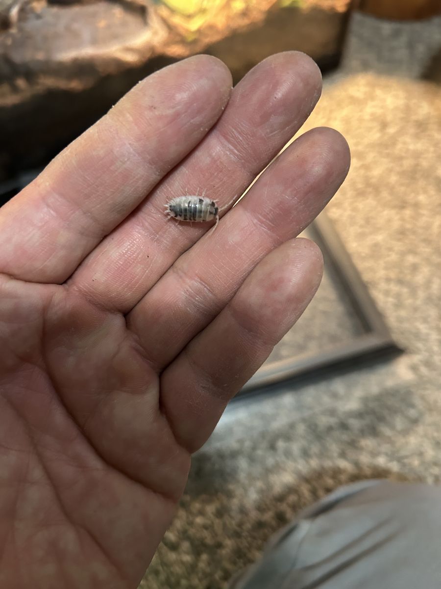 Dairy Cow Isopods (Porcellio laevis)