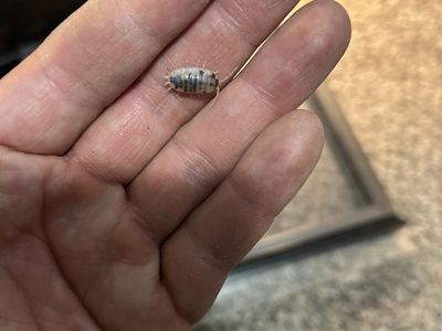 Dairy Cow Isopods (Porcellio laevis)
