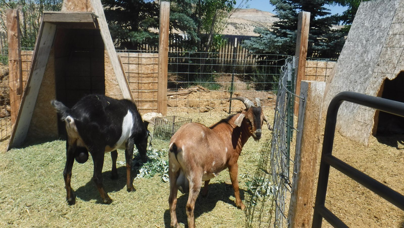 One year old Alpine / Nubian mix buck $200 OBO