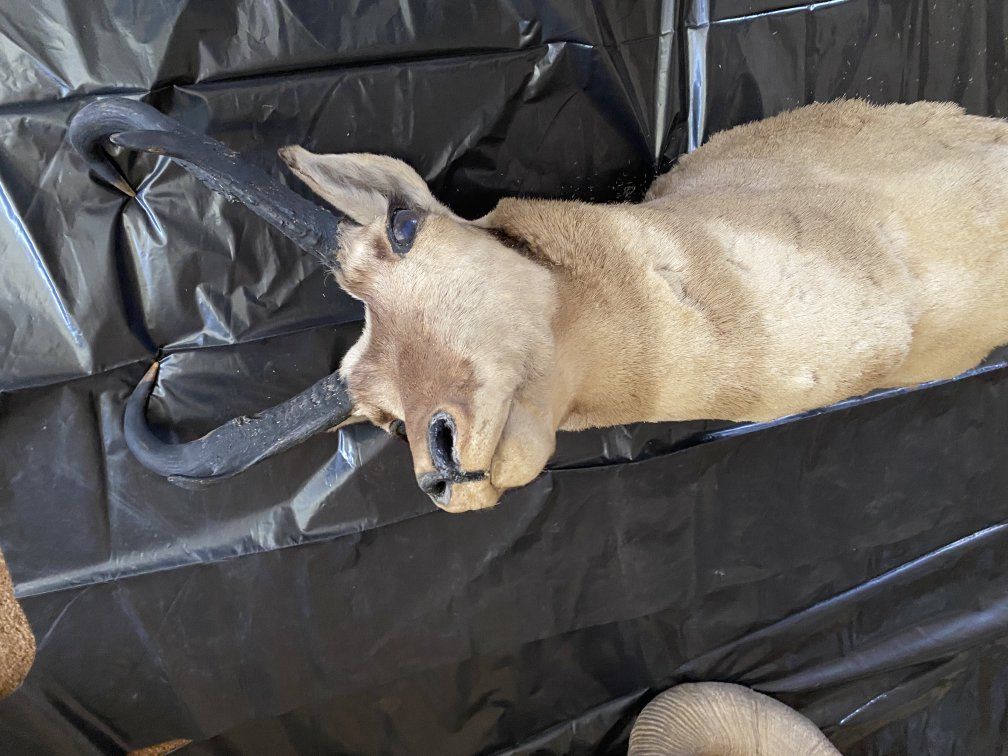Taxidermy mounts